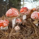 Amanita Muscaria in der alpinen Wellness: Tradition trifft Innovation