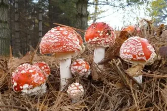 Amanita Muscaria in der alpinen Wellness: Tradition trifft Innovation