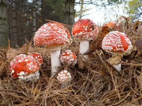 Amanita Muscaria in der alpinen Wellness: Tradition trifft Innovation